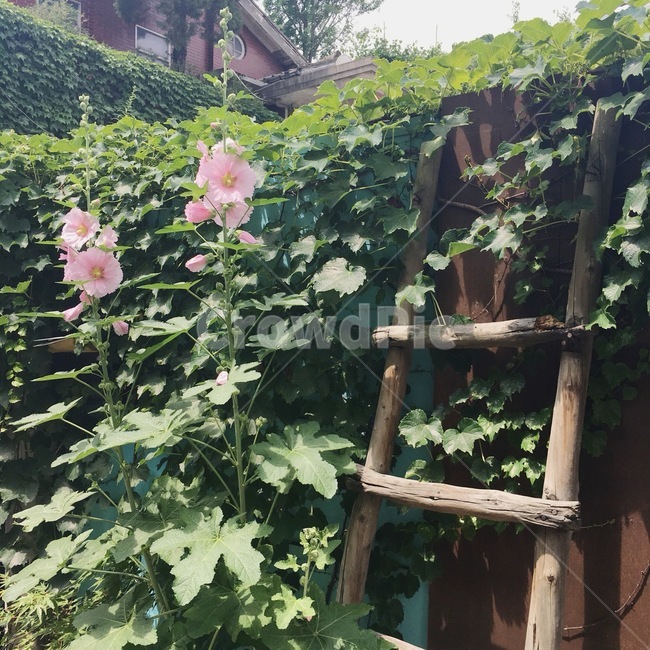 자연,사다리,감성,꽃,풀