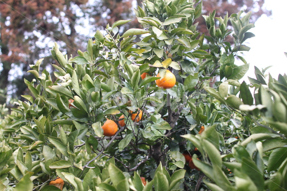 한라봉,농장,한라봉농장,jejuorange,hallabong,올려다본한라봉,farm,한라봉나무,나무,tree,제주도