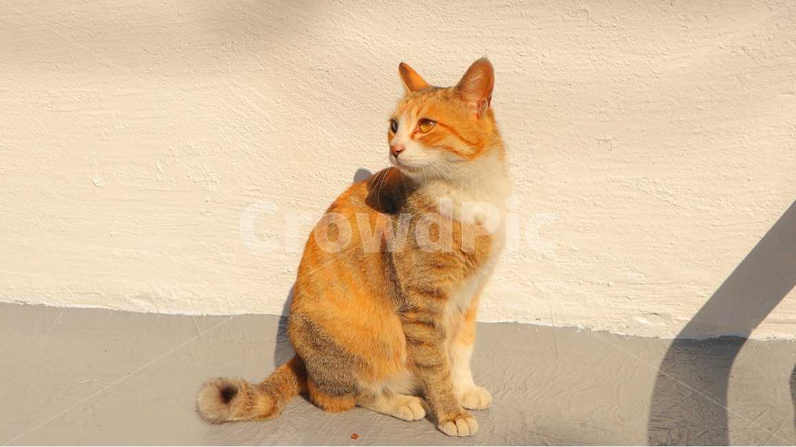 pet,cat,고양이,동물,길고양이,길냥이,반려동물,애완동물,귀여움,kitty,힐링,포유류,animal,동물,animal,포유류,mammal,고양이,cat,kitten,kitty