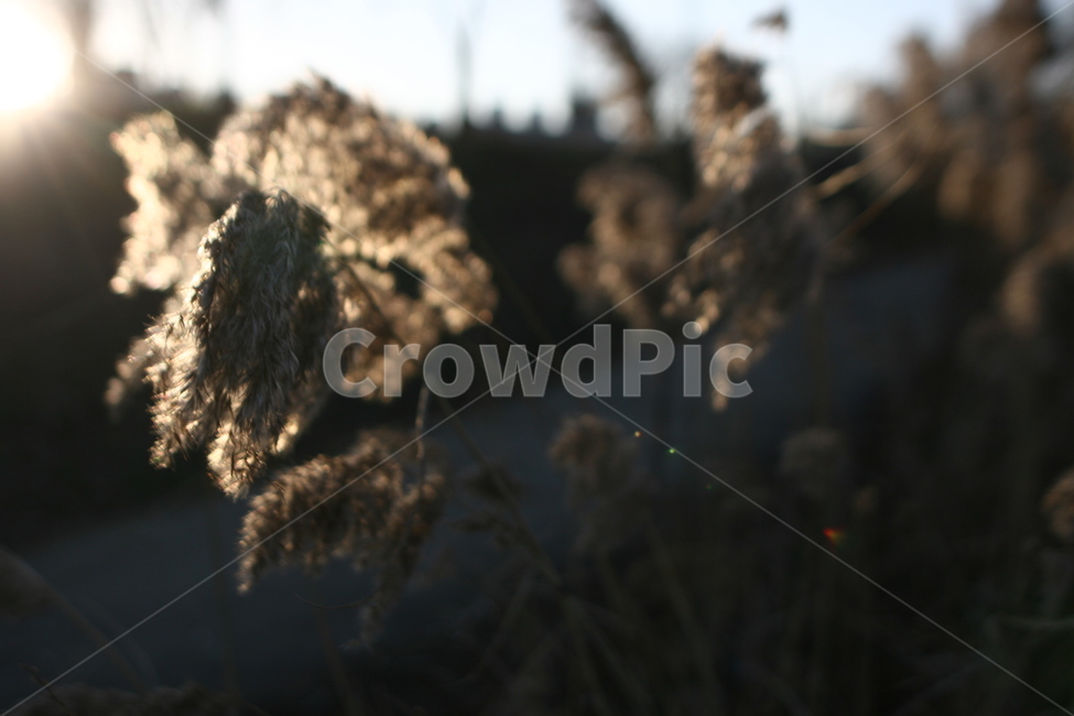 역광,갈대,풍경,감성,grass,잔디,plant,식물,lawn,가을,계절,fall,autumn,season