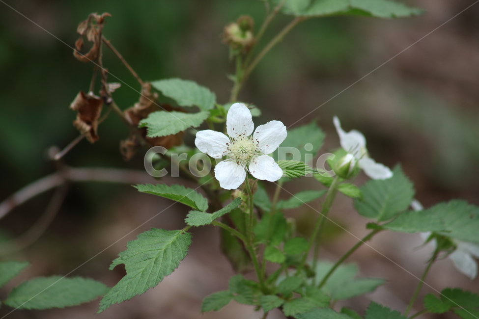 산딸기꽃,산딸기나무,봄,참딸,wildstrawberries