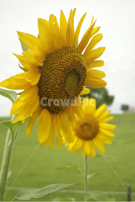 해바라기,식물,flower,plants,nature,꽃,꽃봉오리,꽃밭,여름,공원,길,식물,자연,plants,nature,꽃,flower