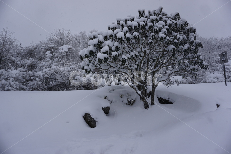 설산,한라산설산,한라산영실코스,hallasanmountain,snowmountain,겨울,계절,winter,season