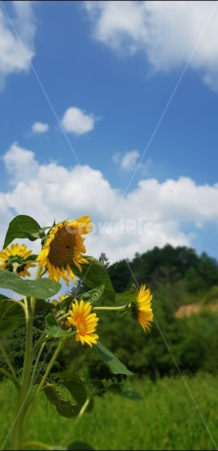 해바라기,산뜻함,오후,따뜻한아침,밝은아침