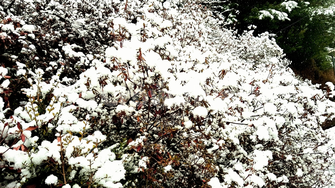 plant,식물,자연,눈,눈꽃