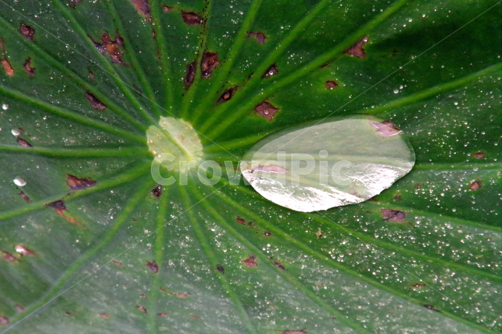 물,연,잎,leaf,water,식물,자연,plants,nature