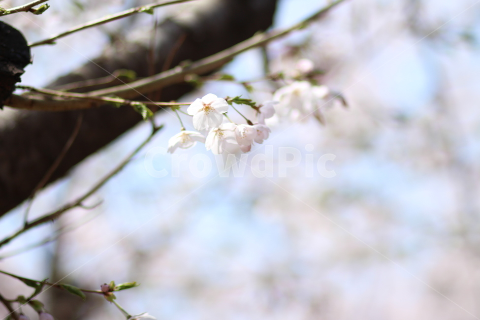 꽃,봄,힐링,꽃잎,스프링,4월,따뜻,봄,계절,spring,season,plant,식물,flower,blossom