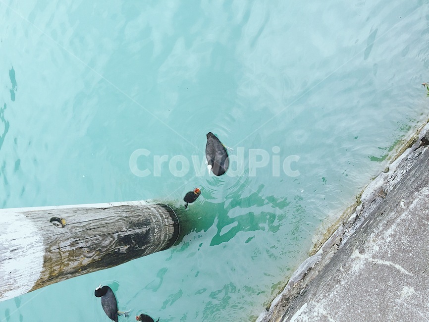 오리,호수,에메랄드,자연,에메랄드빛,lake,duck,파스텔톤,잠잠한,고요함,평화로움,동물,animal,조류,새,birds