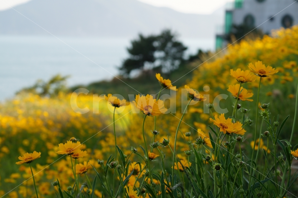 금계국,금계국화,금계국꽃,꽃,꽃사진,식물,자연,plants,nature,꽃,flower