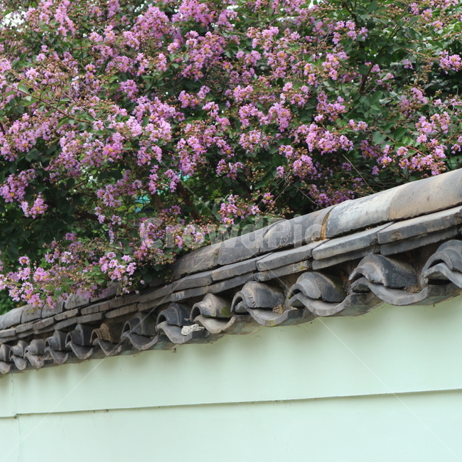 봄,담장,핑크,spring,fiower,한국전통,한국문화,korean traditional,korean culture,식물,자연,plants,nature,꽃,flower,건축물,건물외관,exterior,building,structure,architecture,construction
