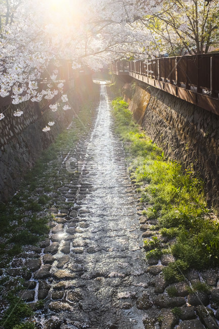 풍경,계절,봄,벚꽃,aprile,4월,하천,cherryblossom,river,landscape,마산,masan,light,햇빛,빛,봄,계절,spring,season,휴식,힐링,rest,relaxation,healing,flare,플레어,sunlight