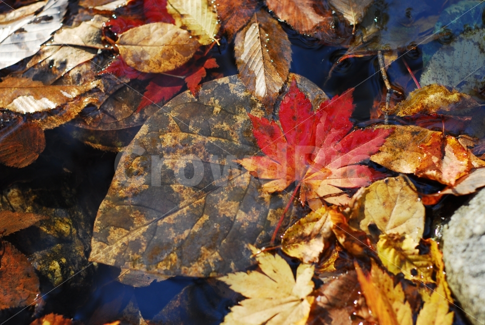 단풍잎,가을,낙엽,가을풍경,fall,가을,계절,fall,autumn,season,식물,자연,plants,nature,plant,leaf,잎,tree,나무