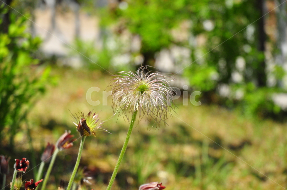 공원,풍경,자연,나무,꽃,하늘,풀,구름,배경,감성,꽃밭,필름,식물,자연,plants,nature,꽃,flower