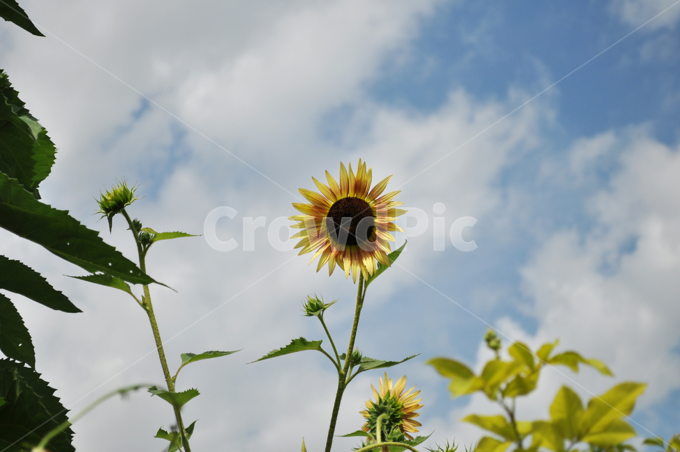 해바라기,꽃,식물,여름,하늘,flower,blossom,summer,sky,plant,식물,자연,plants,nature,꽃,flower