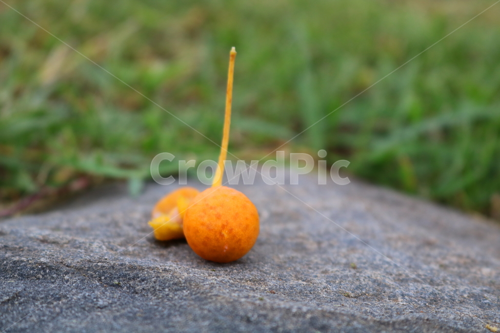 은행,은행나무,열매,나무,자연,식물,낙엽교목,간식,음식,과일,열매,fruit
