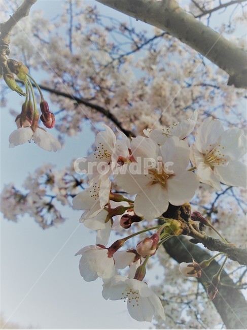 벚꽃,봄,cherryblossom,flower,식물,벚꽃엔딩,봄,계절,spring,season,식물,자연,plants,nature,꽃,flower,plant,blossom