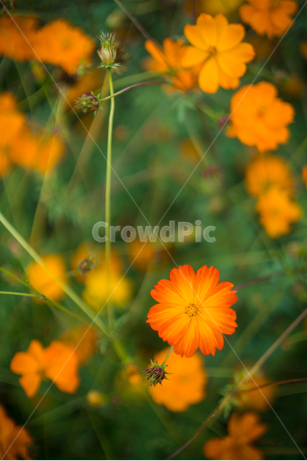 자연,풍경,꽃,꽃밭,식물,flower,가을,계절,fall,autumn,season,식물,자연,plants,nature,꽃,flower,plant,geranium,제라늄,blossom