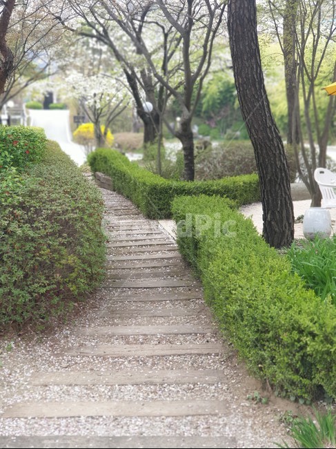 산책길,산책로,산책,꽃길,꽃,꽃잎,벚꽃,공원