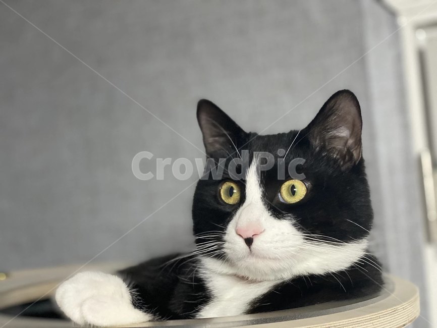 cat,pet,동물,반혀묘,인형같은,귀여운