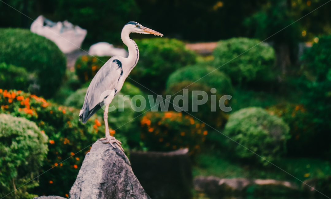 왜가리,새,연못,야생,동물,야생동물,동물,animal,조류,새,birds