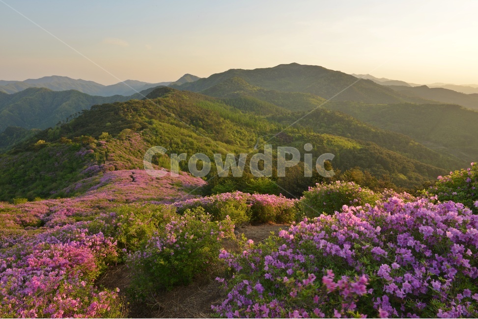 plant,식물,blossom,전북,남원,봉화산,봉화산철쭉제,철쭉,철뚝꽃,철뚝제,봉화산아침,여명,일출,해돋이,flower,꽃,flare,플레어,light,빛,sunlight,햇빛,자연,outdoors,옥외,mountain,산,mountainrange,산맥,slope,경사