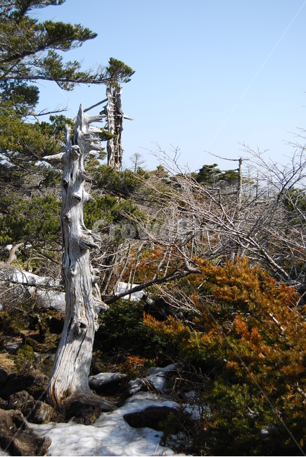 한라산,국립공원,등산로,자연,나무,겨울,계절,winter,season,자연,풍경,nature,landscape,식물,plants,나무,trees,wood,tree,plant,tree trunk,나무 줄기