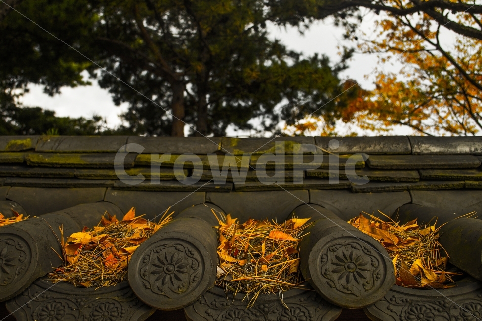가을,낙엽,담벼락,기와,한국,가을,계절,fall,autumn,season,한국전통,한국문화,korean traditional,korean culture