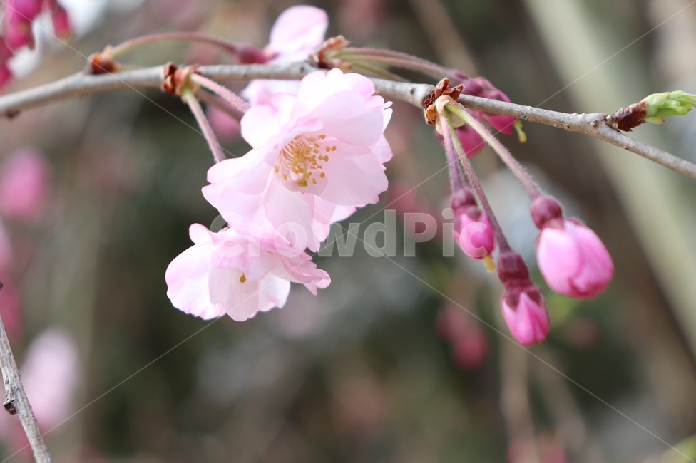 봄,벚꽃,나들이,봄꽃,spring,flower,사쿠라,겹벚꽃,일본,꽃,cherryblossom,체리블라썸,봄,계절,spring,season,식물,자연,plants,nature,꽃,flower,plant