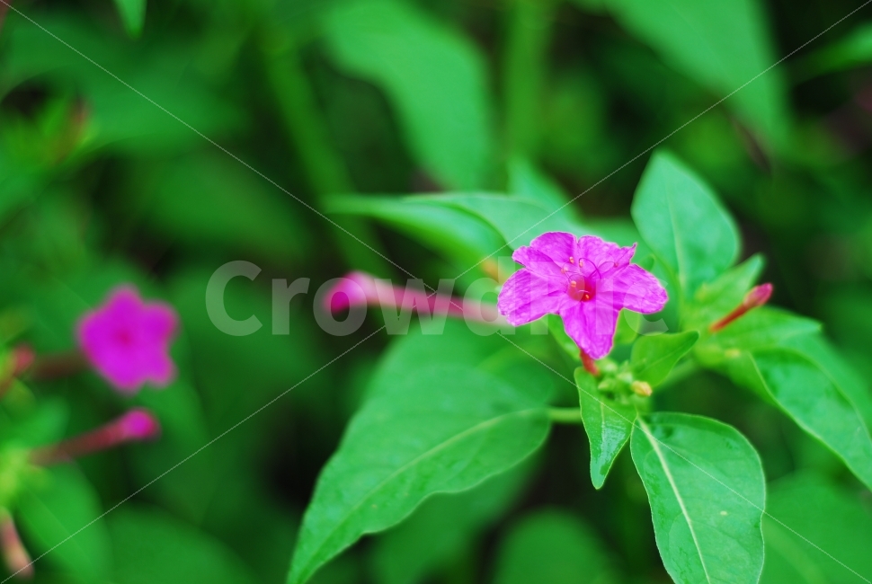 분꽃,꽃,분홍꽃,식물,야생화,flower,식물,자연,plants,nature,꽃,flower