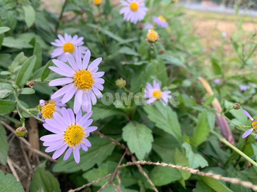 plant,식물,blossom,꽃,flower