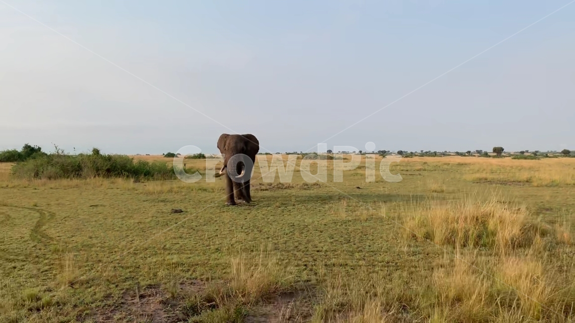 아프리카,동물,코끼리,한마리,초원,사파리,동물,animal,포유류,mammal