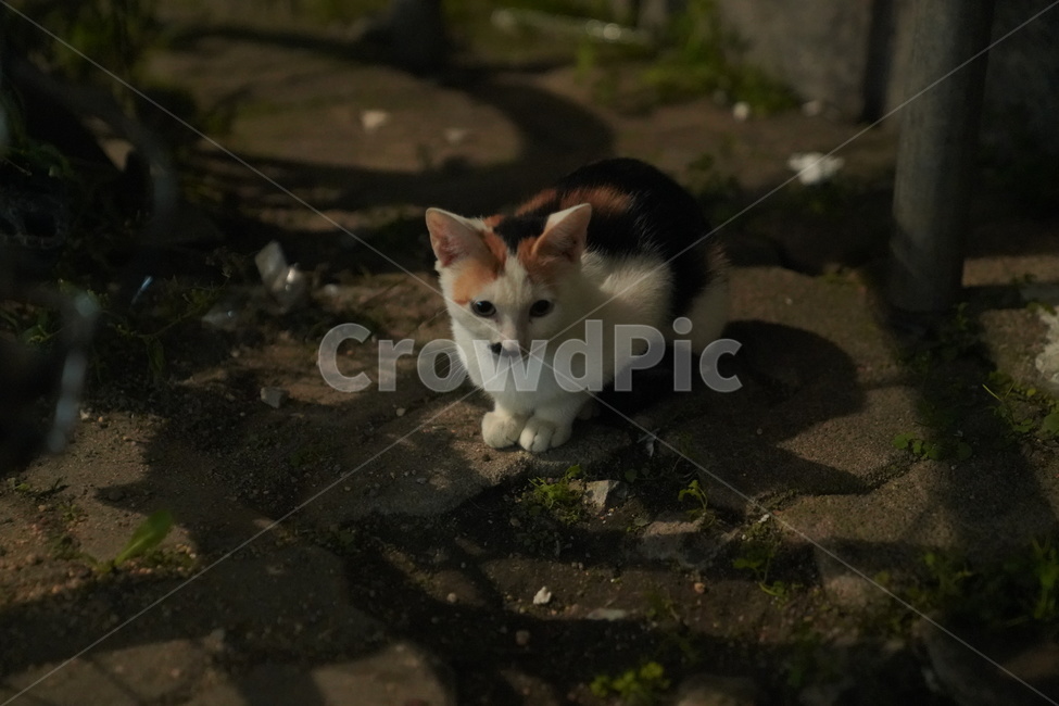 회색고양이,길고양이,고양이,길냥이,아기고양이,치즈고양이,streetcat,straycat,wildcat,aborable,lovely,cute,kitty,kitten,동물,animal,cat,포유류,mammal,동네고양이,동물,animal,포유류,mammal,고양이,cat,kitten,kitty