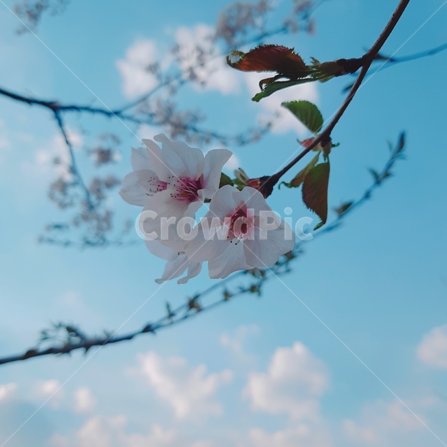 벚꽃,하늘,벚꽃나무,봄,청량,잎,봄꽃