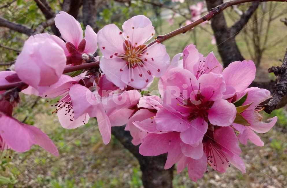 복숭아꽃,peach,장미과,식물,과수