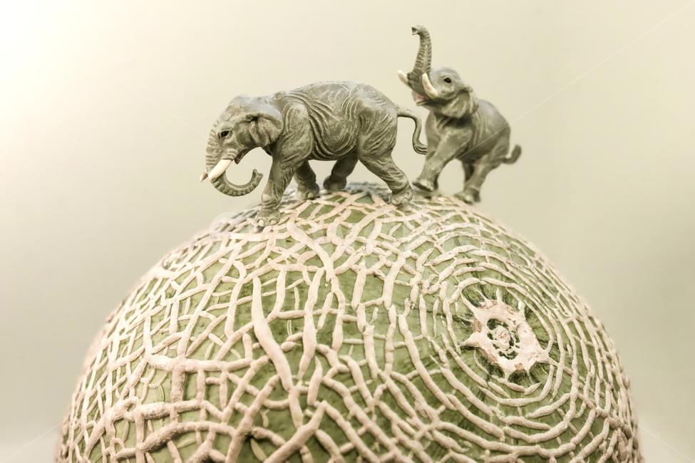 코끼리,동물원,멜론,메론,과일,야생,아프리카,사파리,zoo,elephant,safari,fruit,melon,조각상,동상,석상,조형물,statue,bronze statue,stone statue,과일,열매,fruit