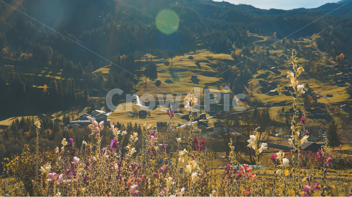 스위스,그린델발트,꽃,꽃밭,산,풍경,경치,자연,자연,풍경,nature,landscape,시골,마을,country,rural,town,해외,외국,세계,foreign,oversea,world,세계자연풍경,해외자연풍경,외국자연풍경,world nature landscape,감성,sensible,feeling,outdoors,옥외,scenery