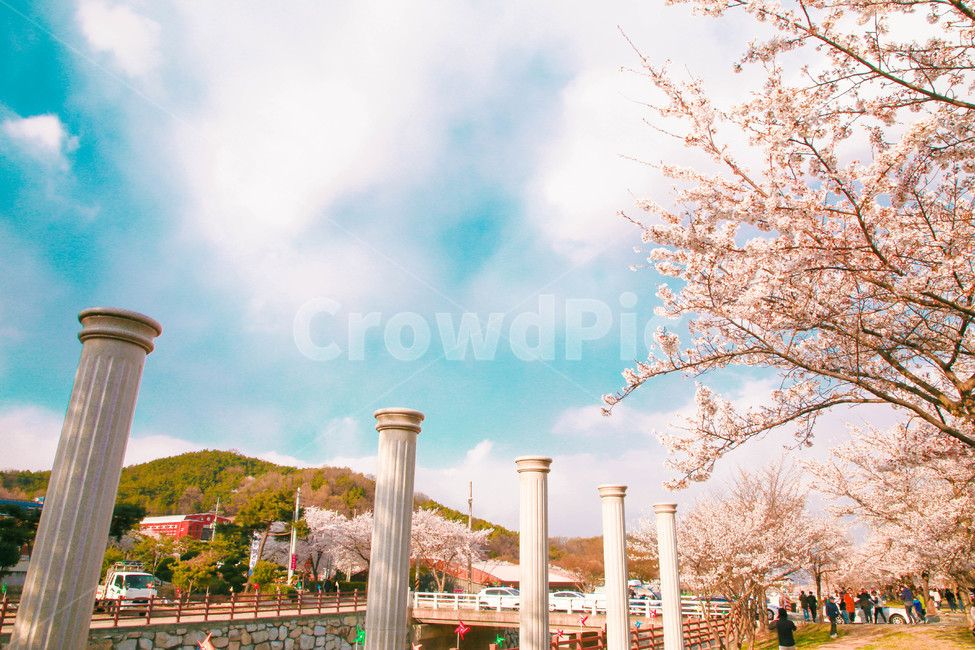 봄,벚꽃,감성사진,자연,계절,spring,꽃,season,올렛길,금오산,벚꽃길,봄,계절,spring,season,꽃,flower,plant,식물