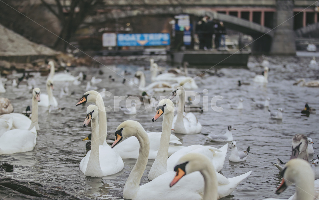 동물,자연,백조,스완,swan,새,bird,체코,프라하,유럽,강,블타바강