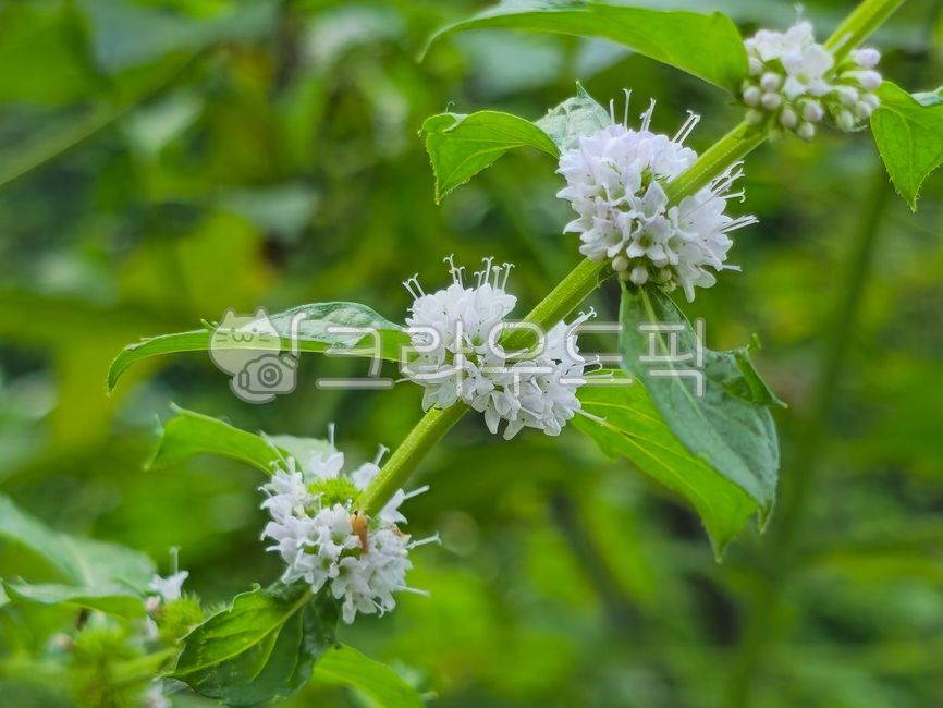 페퍼민트,peppermint,워터민트,스피어민트,허브,여러해살이식물,무성생식,멘톨,헤스페리딘,향신료