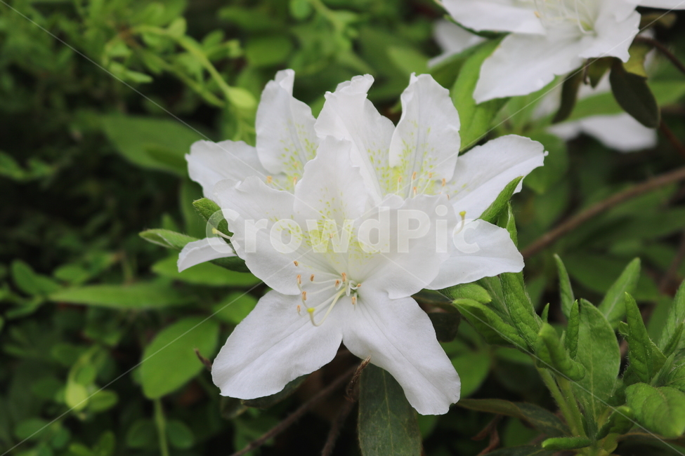 철쭉,꽃,철쭉꽃,나무,식물,철쭉나무,철죽,진달래,진달래과,자연,개꽃나무,낙엽관목,야생화,흰철쭉