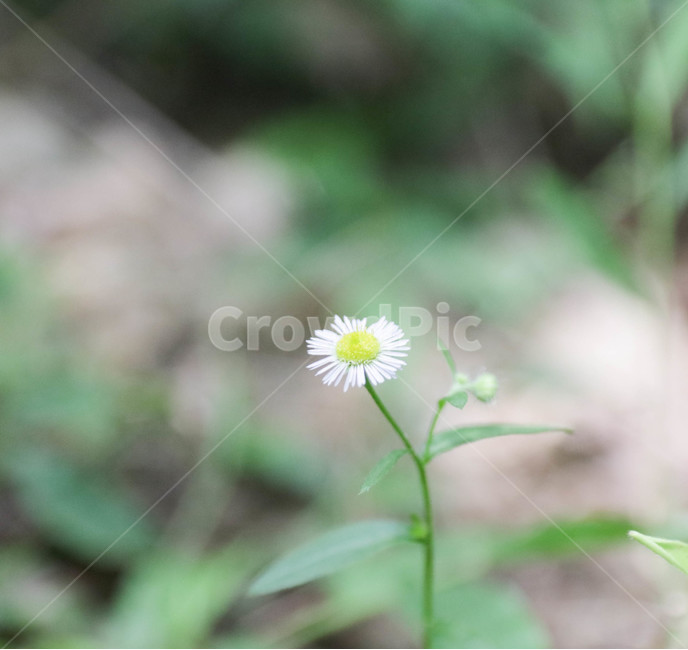 꽃,식물,plant,계란꽃,개망초,들판,여름,풀,식물,자연,plants,nature,꽃,flower