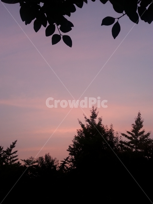노을,저녁,나무,풍경,가을,하늘,핑크,자연,nature,자연,풍경,nature,landscape,실루엣,그림자,silhouette,shadow,plant,식물,tree,fir,전나무