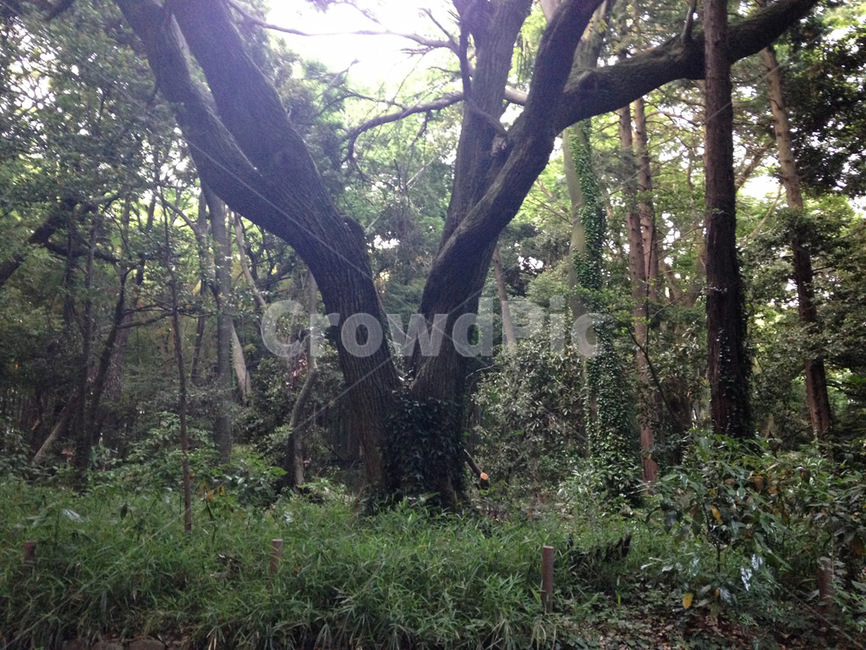 커다란나무,공원나무,treetrunk,나무줄기,green