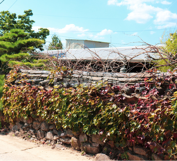 outdoors,옥외,garden,정원,arbour,정자,고가,house,기와,덩굴,넝쿨,rooftile,vine,ivy,한국전통,한국문화,korean traditional,korean culture