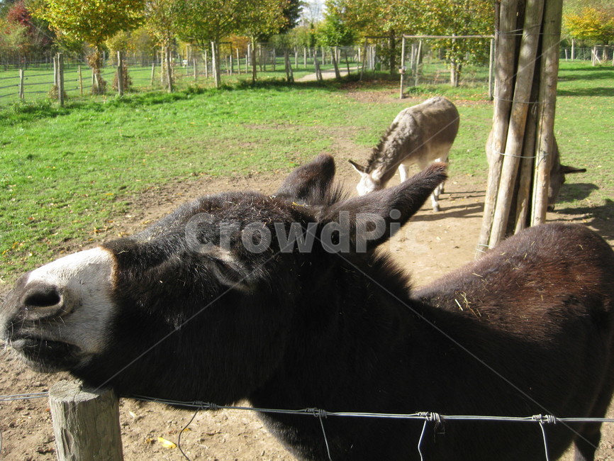outdoors,야외,animal,동물,mammal,포유류,donkey,나귀,당나귀,동물,animal,포유류,mammal