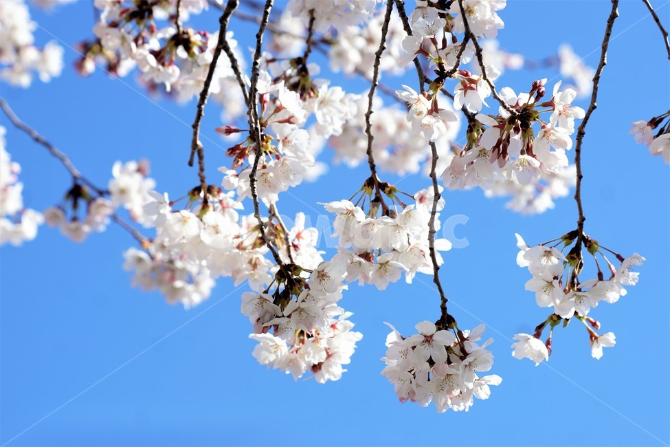 봄,벚꽃,자연,식물,나무,아름다움,봄날,따뜻함,하늘,sky,spring,nature,season,beauty,flower,tree,봄,계절,spring,season,꽃,flower,plant,blossom