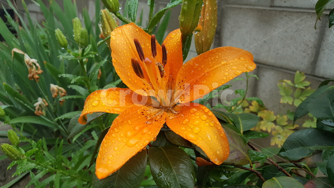 꽃,주황색,물방울,flower,주황꽃
