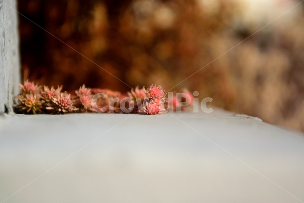 가을,식물,풀,분홍,귀여움,가을,계절,fall,autumn,season,plant,tree,나무