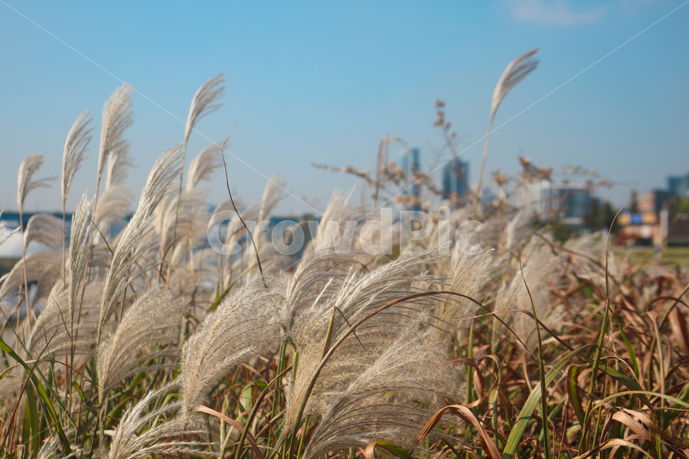 한강,갈대,감성,가을,하늘,가을,계절,fall,autumn,season,식물,자연,plants,nature,grass,잔디,plant,lawn,reed