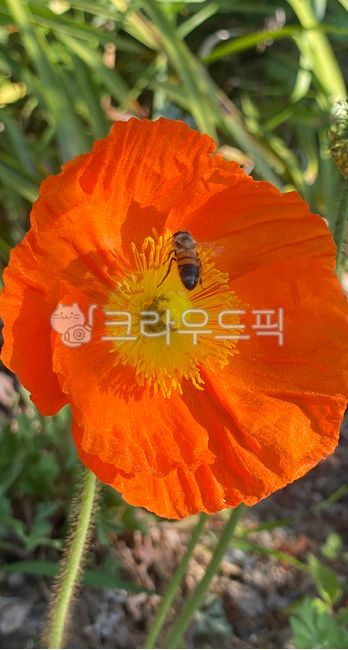 양귀비꽃,honeybee,꿀벌,poppyflower,생태계,ecosystem,자연,벌,식물,plant,organism,fascinating